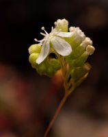 Drosera micrantha květ